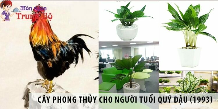 Cây phong thủy cho người tuổi Quý Dậu (1993) thu hút tiền tài Cây phong thủy cho người tuổi Quý Dậu (1993)